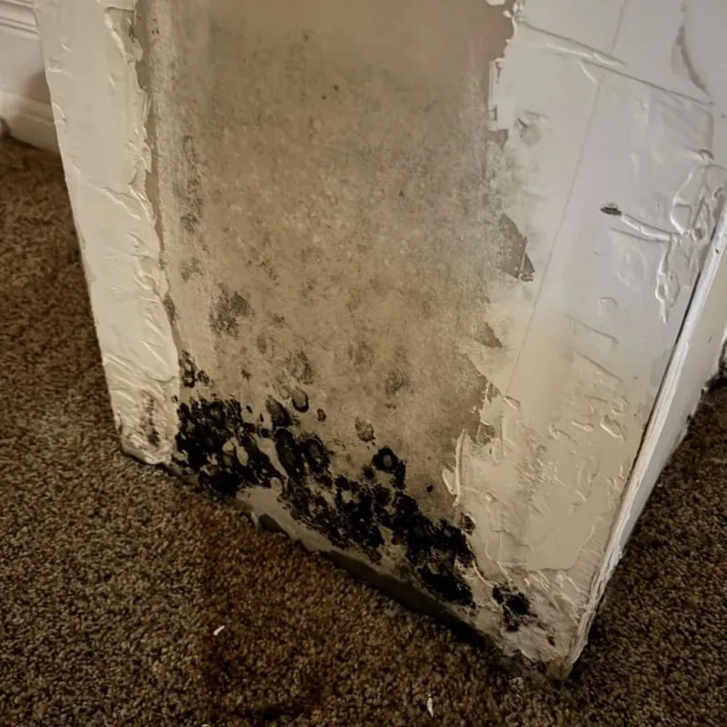 Professional Mold Removal in Basehor, KS